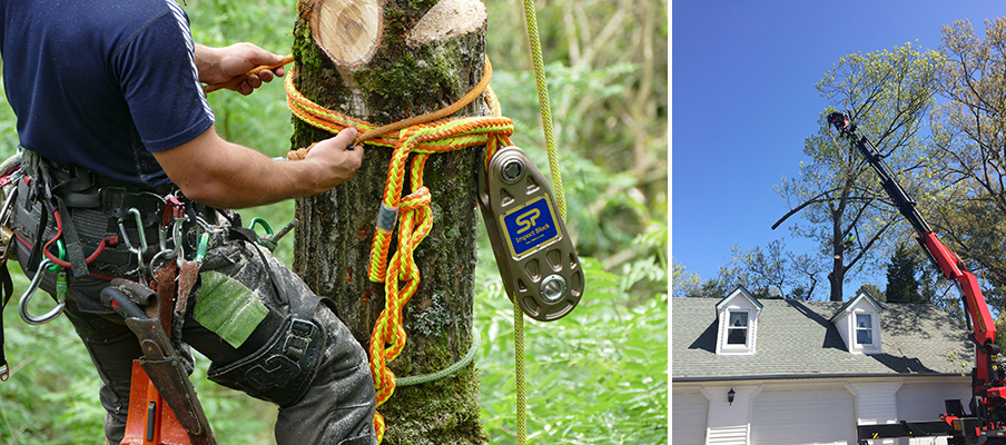 felling and cutting trees