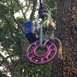 wireless loadshackle used in tree climbing competition