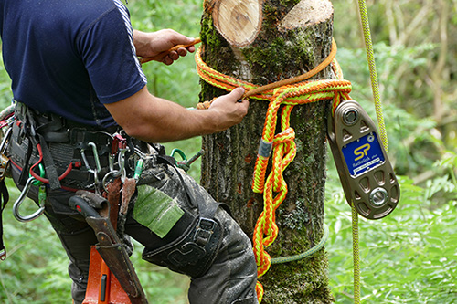 Arborist