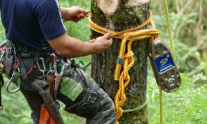 impact block load cell for arborist 1